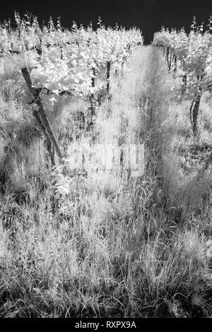 Black and white infrared landscape vineyard vines in vertical format Stock Photo