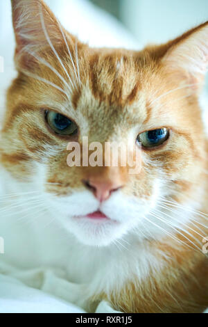Orange and white domestic cat is watching you.