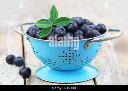 Freshly washed blueberries in blue aluminum colander on rustic wooden surface Stock Photo