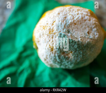 isolated, rotten, decayed, rotten lemon on a green drape Stock Photo