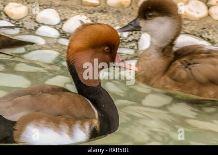 brown headed duck pochard duck very nice and scientific name aythya feria Stock Photo