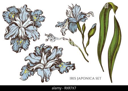 Vector collection of hand drawn colored  iris japonica Stock Vector