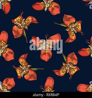 Seamless pattern with hand drawn colored tigridia Stock Vector