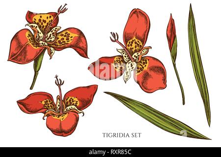 Vector collection of hand drawn colored  tigridia Stock Vector