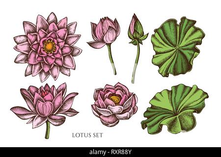 Vector collection of hand drawn colored  lotus Stock Vector