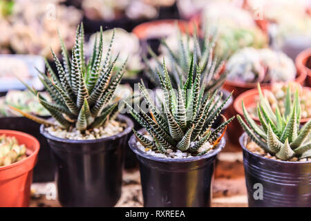 Collection of various Haworthia Fasciata (Zebra Cactus, Pearl and Star Window Plant) and succulent plants in different pots. Potted cactus houseplants Stock Photo