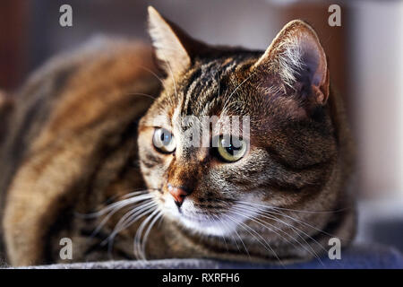 Close up of a domestic cat Stock Photo