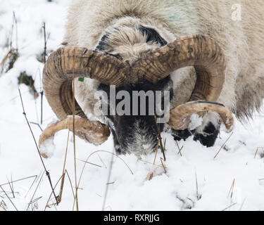 Callander, Stirlingshire, Scotland, UK. 10th Mar 2019. A meagre meal for a sheep after heavy snow falls in Callander, Stirlingshire Credit: Kay Roxby/Alamy Live News Stock Photo