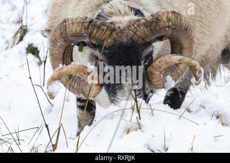 Callander, Stirlingshire, Scotland, UK. 10th Mar 2019. A meagre meal for a sheep after heavy snow falls in Callander, Stirlingshire Credit: Kay Roxby/Alamy Live News Stock Photo