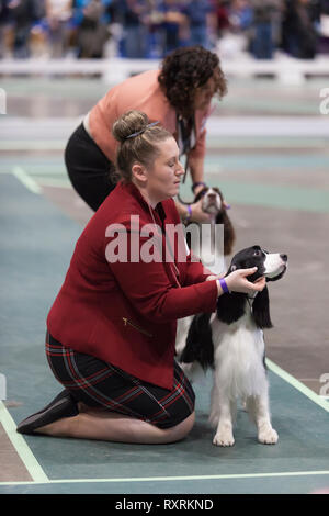 Seattle, USA. 09th Mar, 2019. An English Setter is shown in the ring at the 2019 Seattle Kennel Club Dog Show. Approximately 160 different breeds participate in the annual All-Breed dog show. Credit: Paul Christian Gordon/Alamy Live News Stock Photo