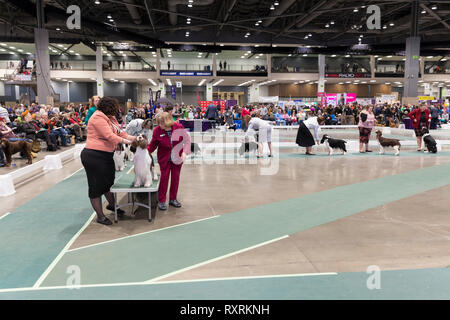 Seattle, USA. 09th Mar, 2019. English Setters are shown in the ring at the 2019 Seattle Kennel Club Dog Show. Approximately 160 different breeds participate in the annual All-Breed dog show. Credit: Paul Christian Gordon/Alamy Live News Stock Photo