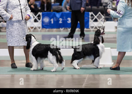 Seattle, USA. 09th Mar, 2019. English Setters with their handlers in the ring at the 2019 Seattle Kennel Club Dog Show. Approximately 160 different breeds participate in the annual All-Breed dog show. Credit: Paul Christian Gordon/Alamy Live News Stock Photo