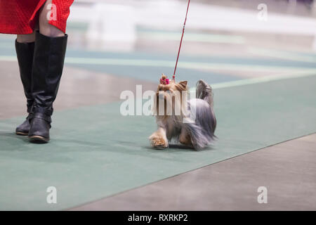 Seattle, USA. 09th Mar, 2019. A Shih Tzu, is walked in the ring at the 2019 Seattle Kennel Club Dog Show. Approximately 160 different breeds participate in the annual All-Breed dog show. Credit: Paul Christian Gordon/Alamy Live News Stock Photo