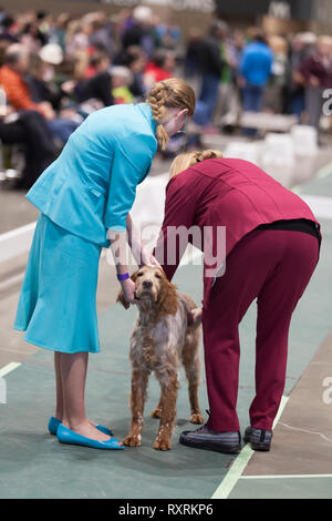 Seattle, USA. 09th Mar, 2019. An English Setter is examined by a judge in the ring at the 2019 Seattle Kennel Club Dog Show. Approximately 160 different breeds participate in the annual All-Breed dog show. Credit: Paul Christian Gordon/Alamy Live News Stock Photo