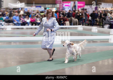 Seattle, USA. 09th Mar, 2019. An English Setter is walked in the ring at the 2019 Seattle Kennel Club Dog Show. Approximately 160 different breeds participate in the annual All-Breed dog show. Credit: Paul Christian Gordon/Alamy Live News Stock Photo