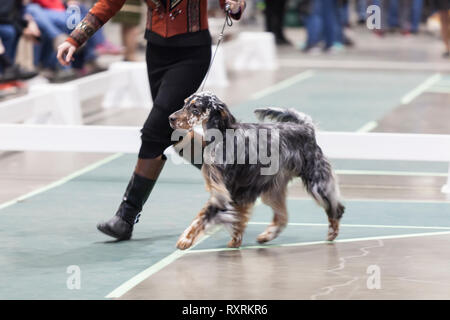 Seattle, USA. 09th Mar, 2019. An English Setter is walked in the ring at the 2019 Seattle Kennel Club Dog Show. Approximately 160 different breeds participate in the annual All-Breed dog show. Credit: Paul Christian Gordon/Alamy Live News Stock Photo