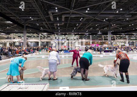 Seattle, USA. 09th Mar, 2019. English Setters are shown in the ring at the 2019 Seattle Kennel Club Dog Show. Approximately 160 different breeds participate in the annual All-Breed dog show. Credit: Paul Christian Gordon/Alamy Live News Stock Photo