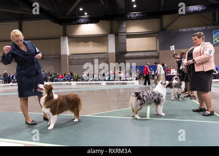 Seattle, USA. 09th Mar, 2019. Australian Shepherds with their handlers in the ring at the 2019 Seattle Kennel Club Dog Show. Approximately 160 different breeds participate in the annual All-Breed dog show. Credit: Paul Christian Gordon/Alamy Live News Stock Photo