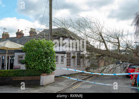 Marlow, United Kingdom. 10 March 2019. A tree has fallen during high winds in Marlow, the tree came down across Mill Road and came to rest on the roof of the Prince of Wales pub. Credit: Peter Manning/Alamy Live News Stock Photo