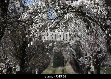 March 10, 2019 - AlmazÃ¡N, Soria, Spain - Almond tree flowers are seen around the town of AlmazÃ¡n, north of Spain, where temperatures have reached up 19ÂºC during the afternoon hours.The flowering of almond trees is anticipated several days in the north of country due to warm weather. In southern provinces of the country the temperatures reached 30ÂºC degrees. Last February was the third warmest in Spain so far this century. Credit: Jorge Sanz/SOPA Images/ZUMA Wire/Alamy Live News Stock Photo