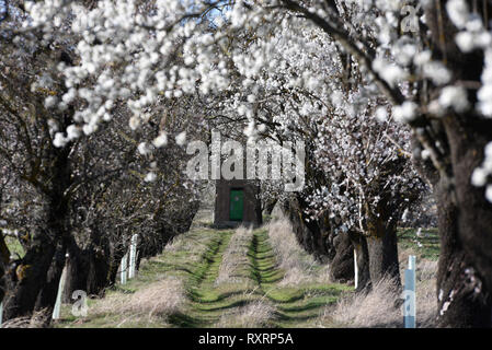 March 10, 2019 - AlmazÃ¡N, Soria, Spain - Almond tree flowers are seen around the town of AlmazÃ¡n, north of Spain, where temperatures have reached up 19ÂºC during the afternoon hours.The flowering of almond trees is anticipated several days in the north of country due to warm weather. In southern provinces of the country the temperatures reached 30ÂºC degrees. Last February was the third warmest in Spain so far this century. Credit: Jorge Sanz/SOPA Images/ZUMA Wire/Alamy Live News Stock Photo