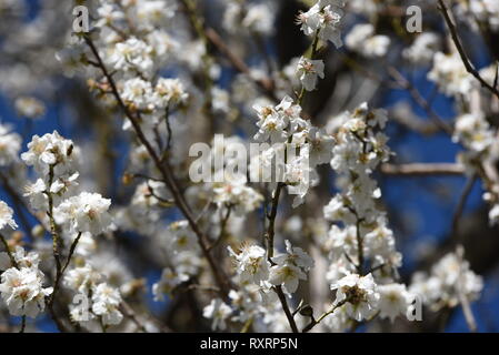 March 10, 2019 - AlmazÃ¡N, Soria, Spain - Almond tree flowers are seen around the town of AlmazÃ¡n, north of Spain, where temperatures have reached up 19ÂºC during the afternoon hours.The flowering of almond trees is anticipated several days in the north of country due to warm weather. In southern provinces of the country the temperatures reached 30ÂºC degrees. Last February was the third warmest in Spain so far this century. Credit: Jorge Sanz/SOPA Images/ZUMA Wire/Alamy Live News Stock Photo