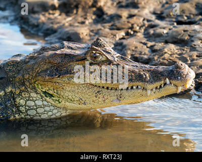 Spectacled caiman Caiman crocodilus   Cost Rica South America Stock Photo