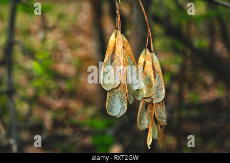 dry maple seeds in spring close-up Stock Photo