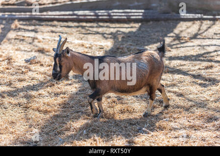 wild goat is walking on the sunny day Stock Photo