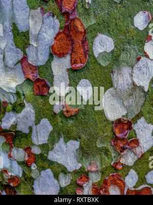 Sycamore Bark, San Rafael Wilderness, Los Padres National Forest, California Stock Photo