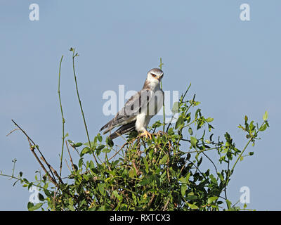 elegant Black-shouldered Kite or Black-winged Kite (Elanus caeruleus) with piercing red eye perched on top of bush with blue sky Amboseli Kenya Africa Stock Photo