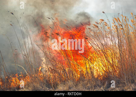 Big flames on field during fire. Accidental disaster Stock Photo