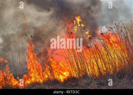 Big flames on field during fire. Accidental disaster Stock Photo