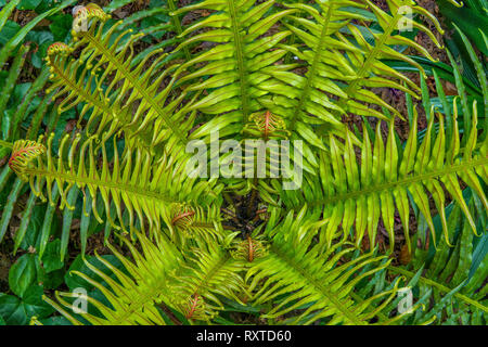 Silver Lady Fern, Cypress Garden, Mill Valley, California Stock Photo