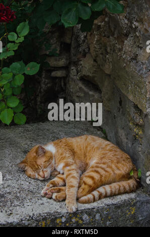 an orange cat sleeping on a stone wall, an idyllic countryside scenery from Istria, Croatia, vertical wallpaper with copy space Stock Photo