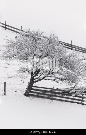 a tree and a wooden fence on a mountain slope covered with snow, alpine pasture, vertical winter landscape Stock Photo