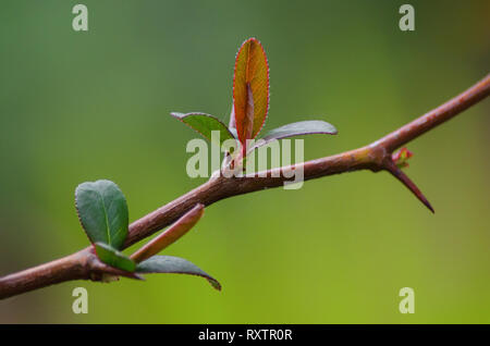 a twig with young leaves in springtime, green blurred background with backlight, close up, nature wallpaper with shallow depth of field