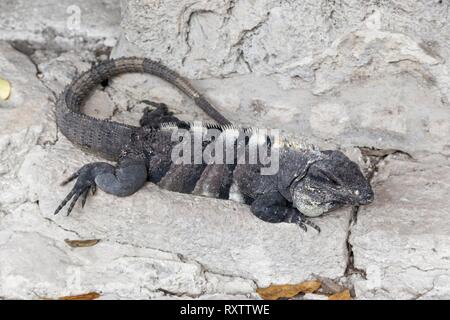 guana Reptile, a Genus of Herbivorous Lizards, native to Tropical Areas of Central America lying on stone in San Gervasio Mayan ruins, Cozumel Mexico Stock Photo