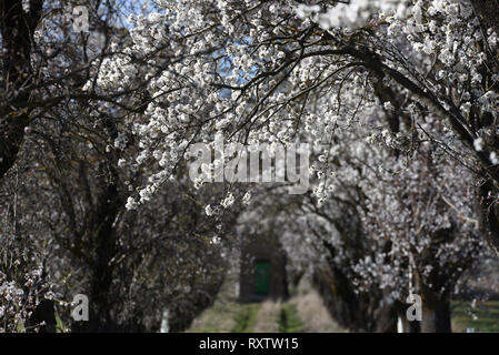 Almond tree flowers are seen around the town of Almazán, north of Spain, where temperatures have reached up 19ºC during the afternoon hours. The flowering of almond trees is anticipated several days in the north of country due to warm weather. In southern provinces of the country the temperatures reached 30ºC degrees. Last February was the third warmest in Spain so far this century. Stock Photo