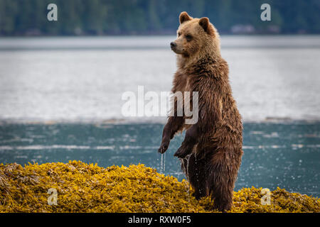 Cute grizzly bear cub standing up in sea weed looking for mom along the shoreline in Knight Inlet at low tide, First Nations Territory, British Columbia, Canada. Stock Photo