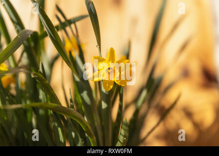 A beautiful single yellow daffodil in a natural environment. Stock Photo
