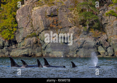 Northern resident orca whale family pod (A 34's, killer whales, Orcinus orca) in a resting line along the Hanson island shoreline, off northern Vancouver Island, First Nations Territory, British Columbia, Canada. Stock Photo