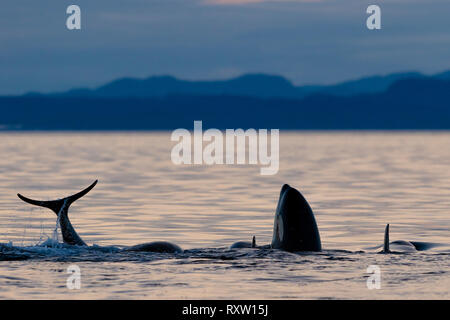 Northern resident killer whales (Orcinus orca) A24's and A36's playing, tail splashing and spy hopping during sunset in Queen Charlotte Strait off Vancouver Island, First Nations Territory, British Columbia, Canada.
