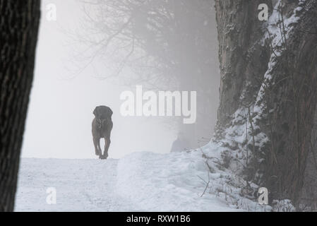 the black dog is running on a snowy pathway and his owner follows him in the background,  magic foggy atmosphere in the woods, cold winter morning Stock Photo
