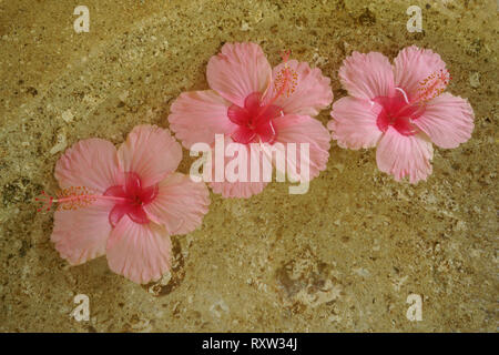 Three pink hibiscus blossoms, Placed in wash basins at the entrance to each bure at Tokoriki Resort, Fiji Islands Stock Photo