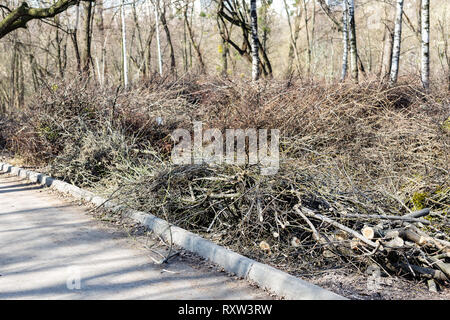 Piles of cut tree branches in city park. Sanitary deforestation. Heap of dry brushwood and deadwood Stock Photo
