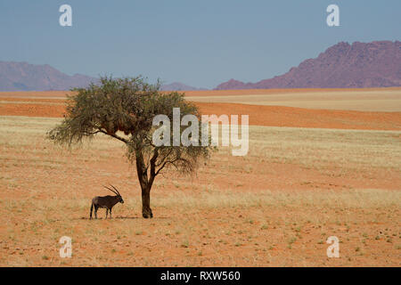 Oryx,Gemsbok,Oryx Gazella,staying cool under an Acacia tree at noon,in the Namib Rand Nature Reserve,western Namibia,Africa. The Oryx has evolved physiological adaptations allowing it to go without water for months Stock Photo