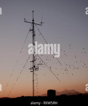 Flock of birds on an antenna. Beautiful sunset landscape. Stock Photo