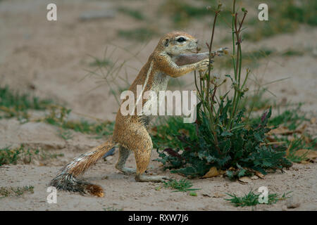 South African Ground Squirrel or Cape Ground Squirrel (Xenus Inauris) in Etosha National Park,Namibia, Africa Stock Photo