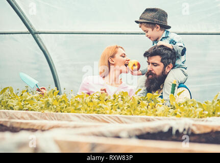 Little kid feeding his mum with bright red and yellow apple while sitting on daddys shoulders. Beaded man with his wife and son in greenhouse Stock Photo